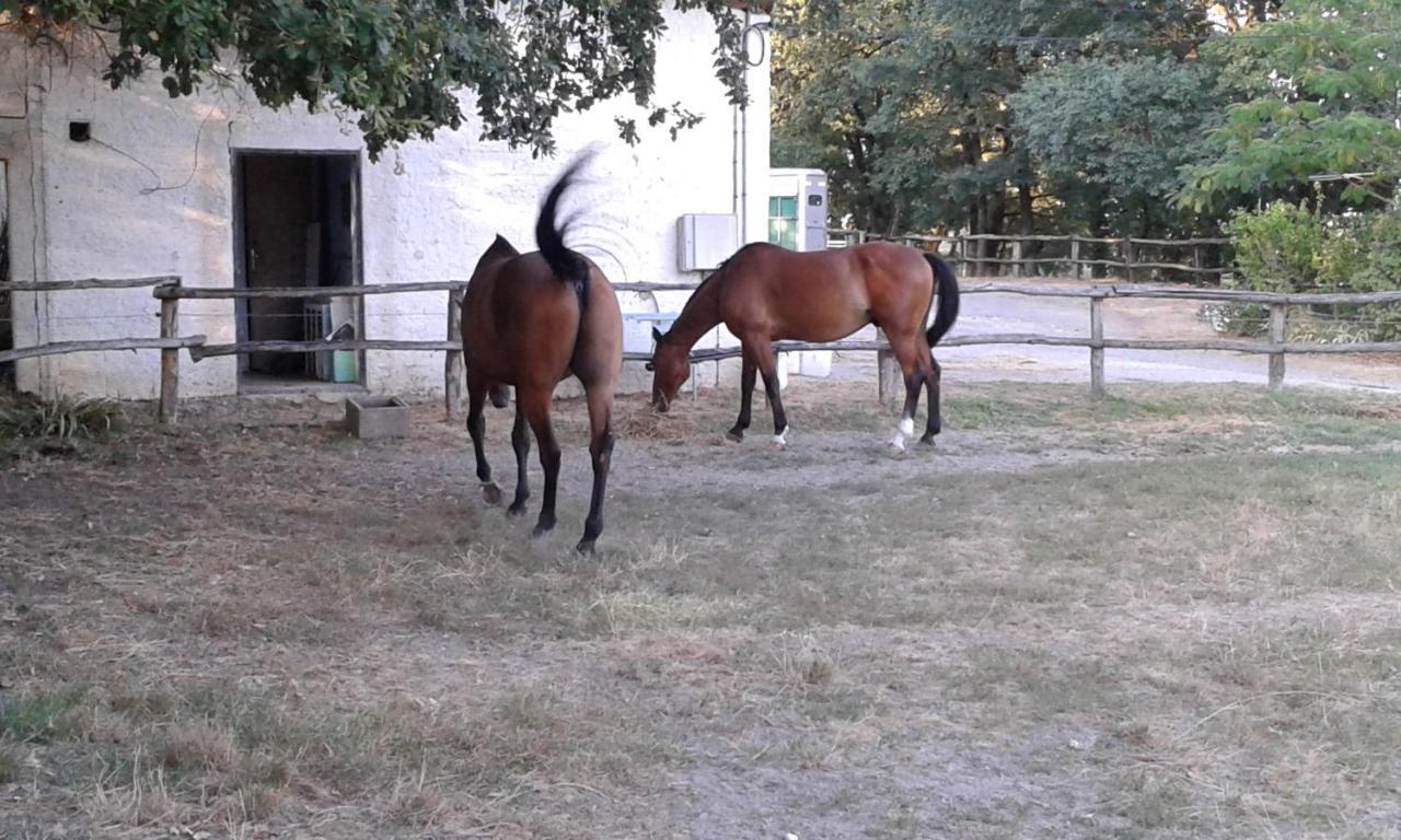 Pailloles Ferme Equestre Des Abronsヴィラ エクステリア 写真